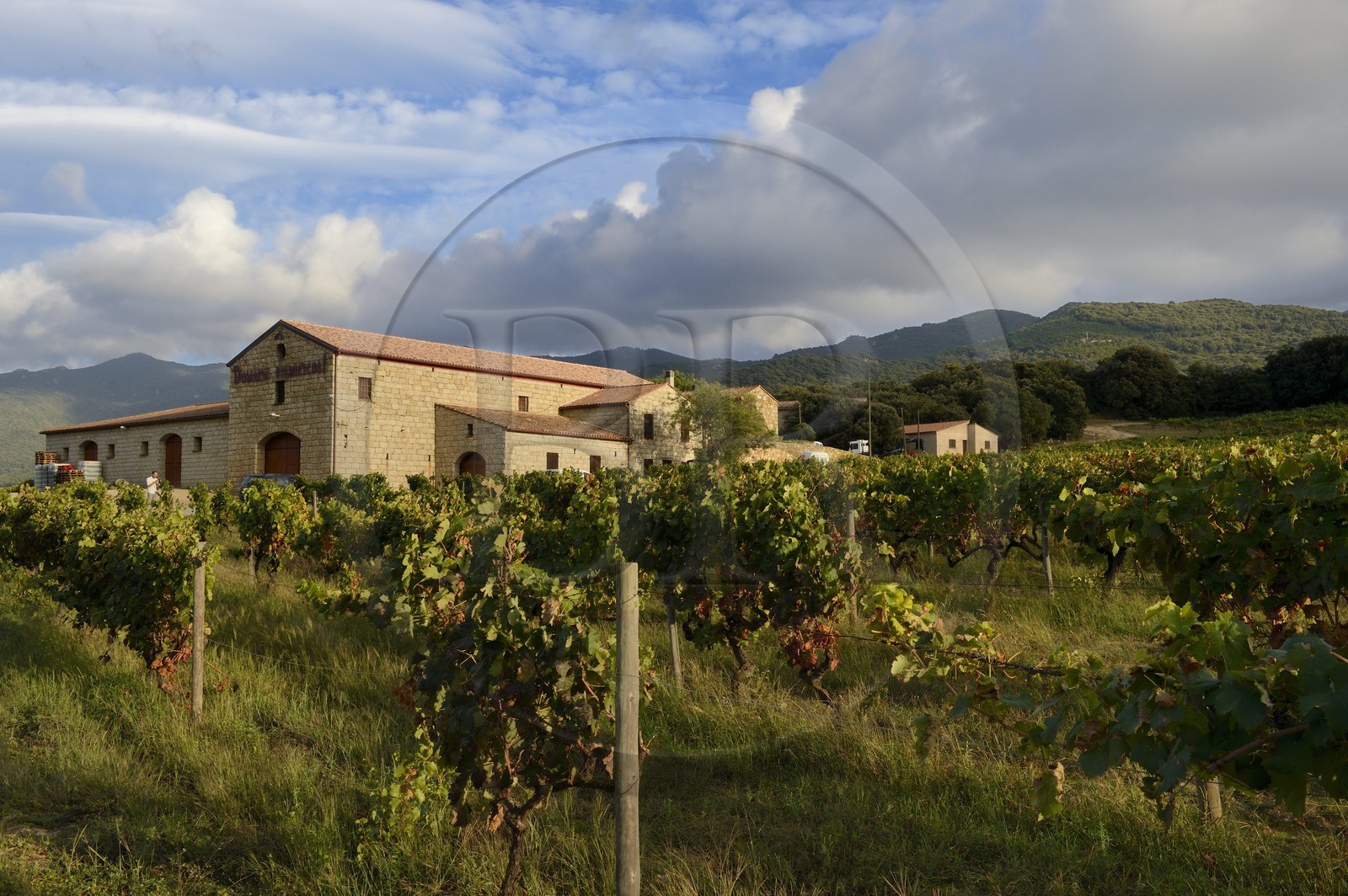 France, Corse-du-Sud (2A), region de Sartène, domaine viticole Fiumicicoli France, Corse-du-Sud (2A), region de Sartène, domaine viticole Fiumicicoli