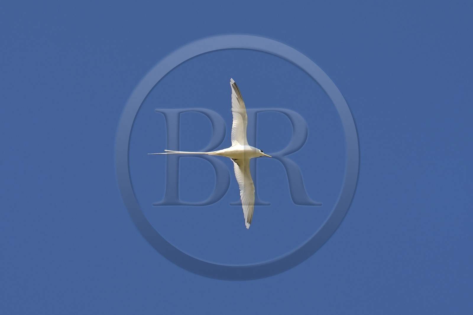 France, Ile de la Reunion, côte sud, Petite-Ile, Paille en queue ou Phaéton à bec jaune (Phaethon lepturus) est un des emblèmes des Mascareignes