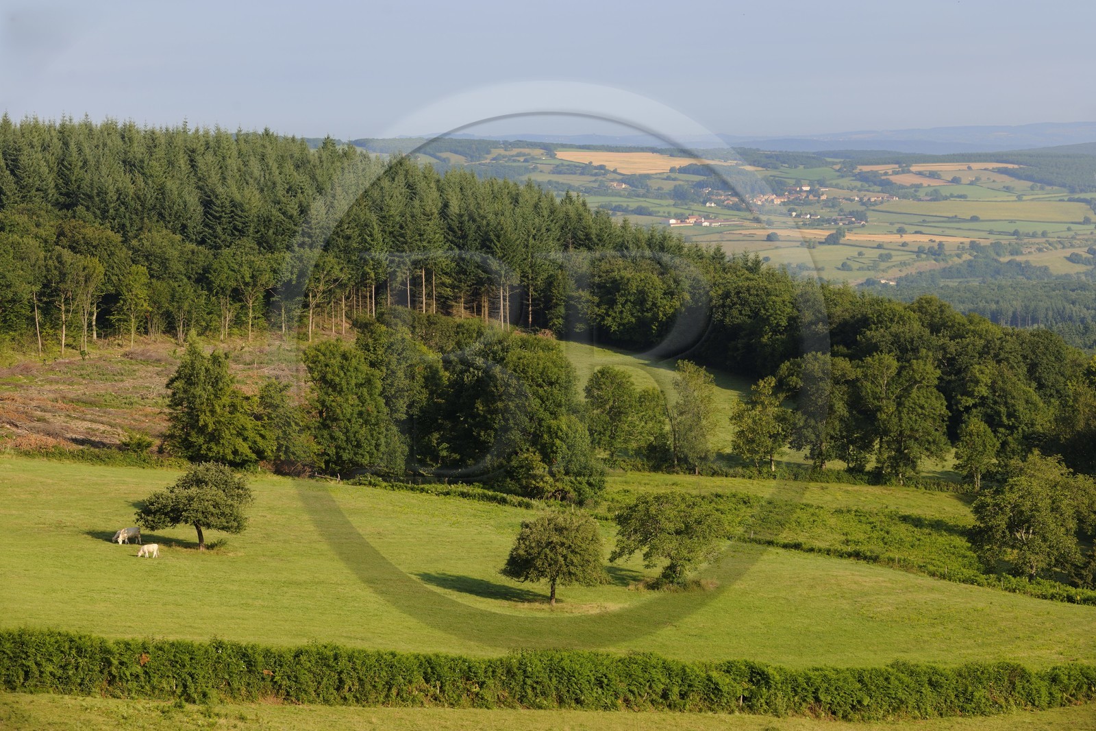 France, Saône et Loire (71), paysage de campagne au nord de Cluny
