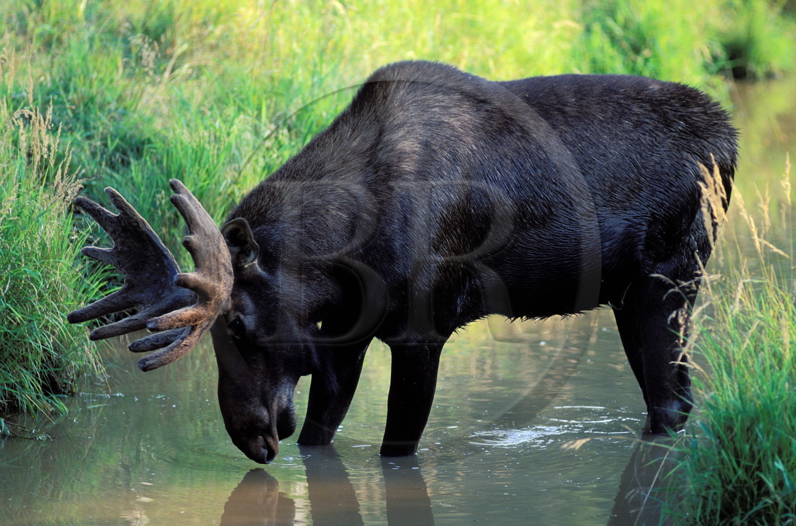 Canada, Québec, Réserve faunique de la Vérendrye, élan