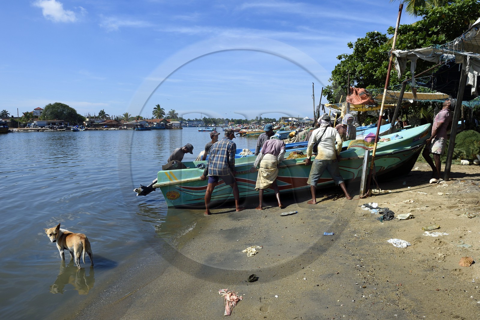 Sri Lanka, Western Province, Negombo, return of the fishermen after the morning fishing