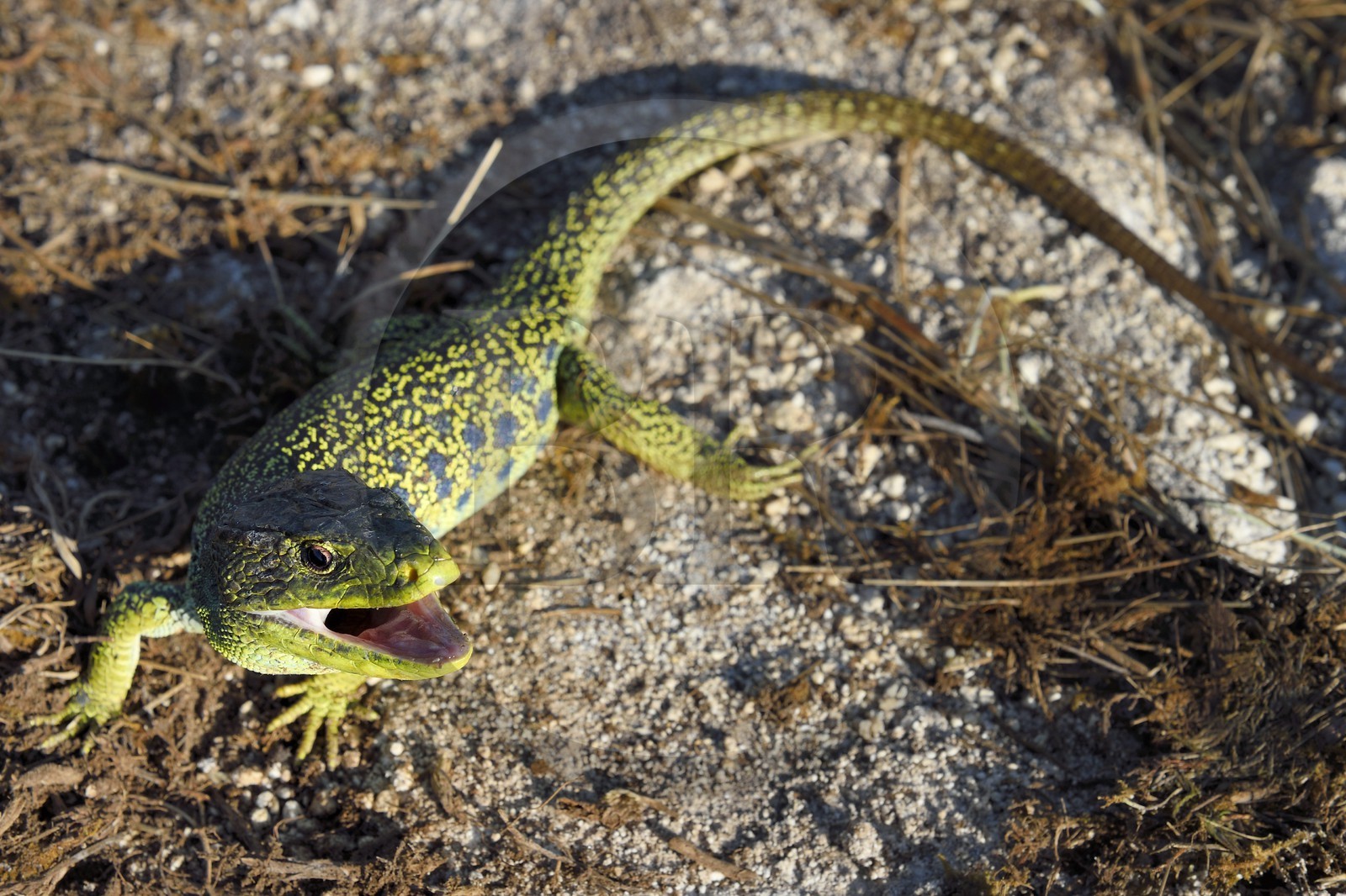 France, Dordogne (24), parc naturel régional Périgord Limousin, Périgord Vert, commune de La Rochebeaucourt-et-Argentine, plateau d'Argentine, lézard ocellé (Timon lepidus)