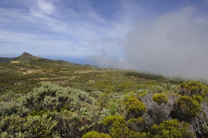 France, Reunion island (French overseas department), Piton-de-la-Fournaise, Volcano forest road on the slopes of the Volcano