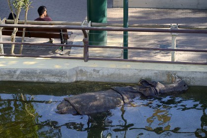 Portugal, Lisbon, Zoological Garden, Greater Indian Rhinoceros (Rhinoceros unicornis)