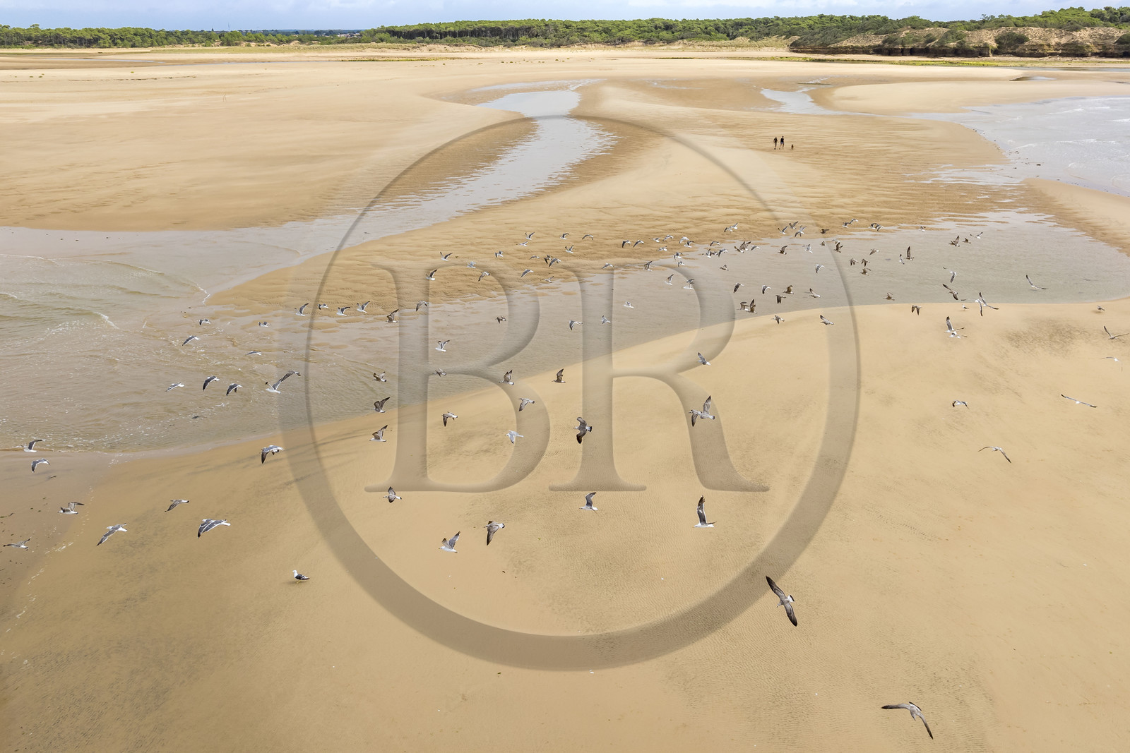 France, Vendée (85), Talmont-Saint-Hilaire, la Pointe du Payré, promeneurs et mouettes sur la plage du Veillon et estuaire de la rivière Payré (vue aérienne)