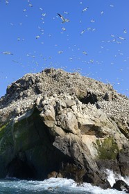 France, Cotes-d'Armor, Perros-Guirec, Sept-Iles Archipelago and bird sanctuary, Rouzic island, northern gannets colony (Morus bassanus), single point of nesting in France for more than 20,000 couples