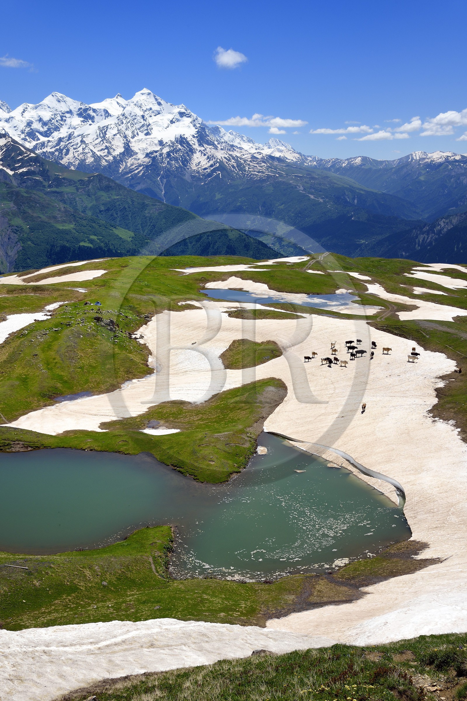 Georgia, Upper Svaneti (Zemo Svaneti), Mestia, herd of cow around the Koruldi Lake on the foothills of Mount Ushba