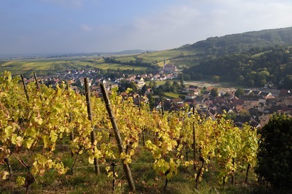 France, Bas-Rhin (67), Route des vins d'Alsace, Andlau, point de vue sur le village et la chapelle Saint-André en bordure du vignoble