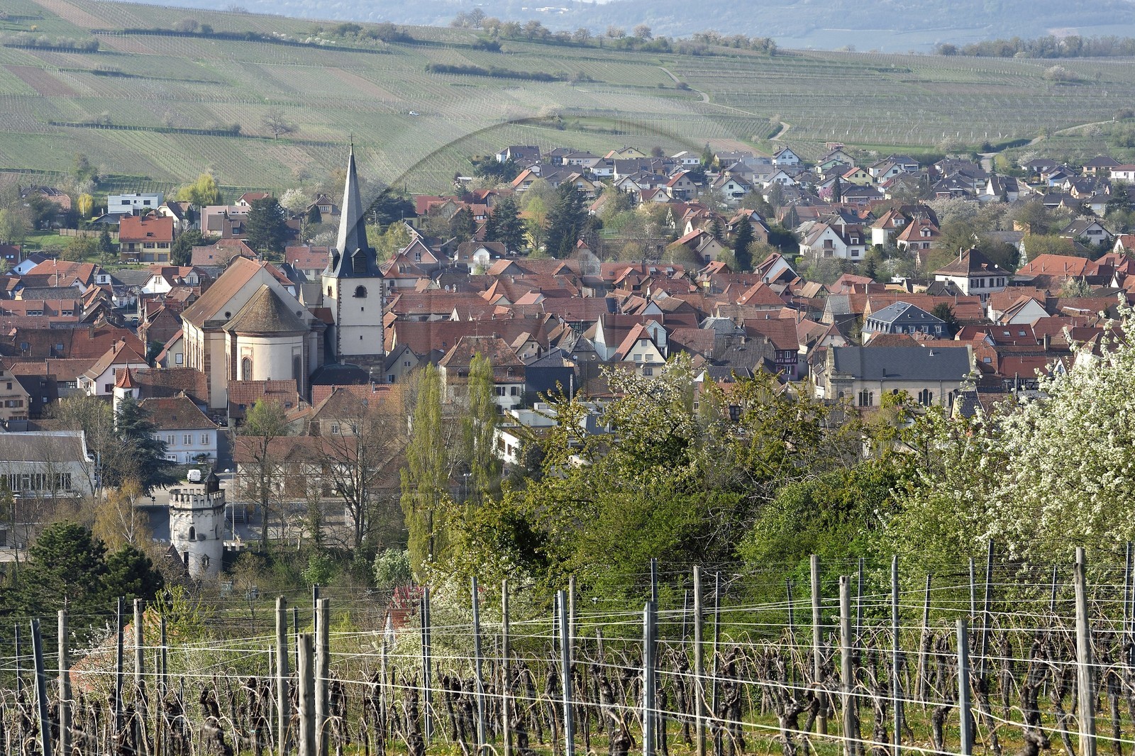 France, Bas-Rhin (67), Route des vins d'Alsace, Rosheim entouré de vignoble