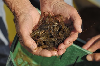 France, Manche, Iles Chausey, bunch of shrimps