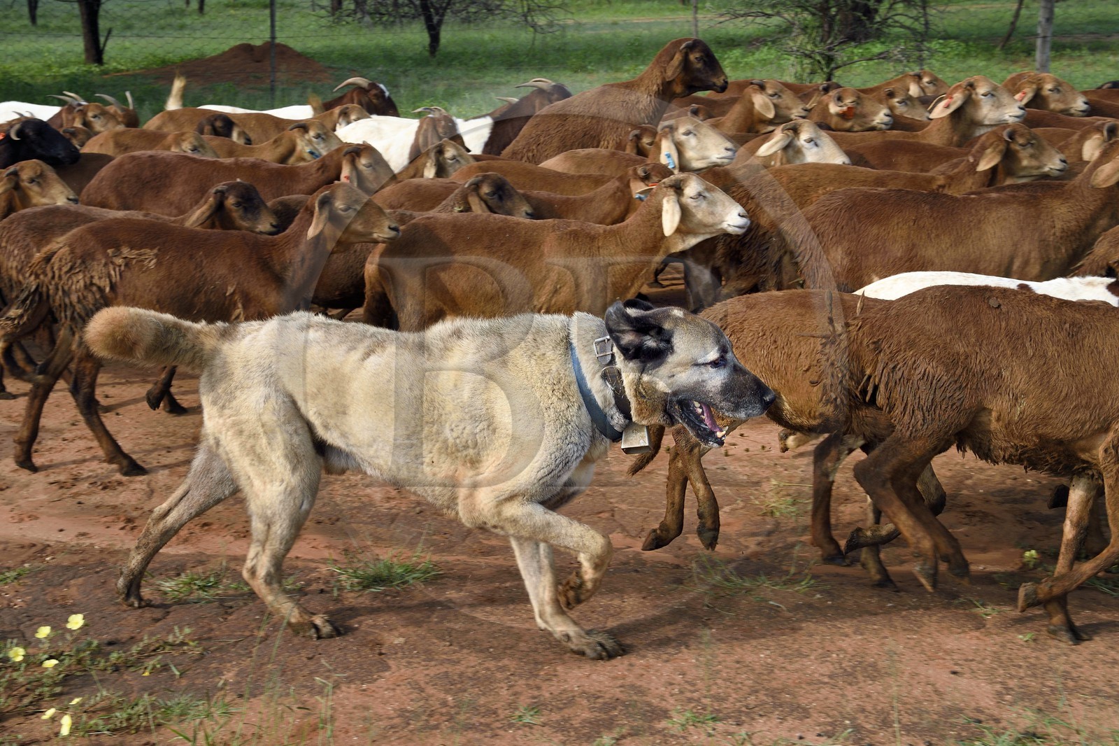 Namibie, Otjiwarongo, Cheetah Conservation Fund, centre de recherche et d'éducation, le Livestock Guarding Dog Program (programme chien de garde du bétail) du CCF a été très efficace pour réduire les taux de prédation et ainsi aussi l'inclinaison des agriculteurs à piéger ou tirer sur des guépards, chien Berger d'Anatolie aussi connu sous le nom de Kangal surveillant un troupeau de chèvres Boer et de moutons Damara