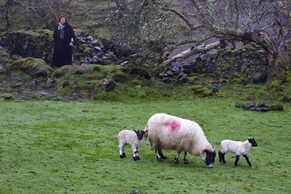 Royaume-Uni, Ecosse, région des Highlands, les Hébrides, Ile de Skye, Uig, le Fairy Glen (vallée féérique) du côté ouest de Trotternish à Balnacnoc