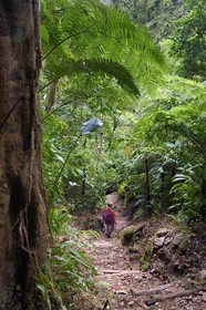 Caribbean, Dominica Island, Castle Bruce, Morne Trois Pitons National Park listed as World heritage by UNESCO, hiker on the trail leading through the rainforest to the Desolation Valley and then to Boiling Lake