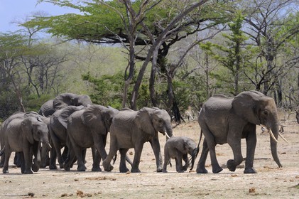 Tanzanie, Reserve de gibier de Selous une des plus grandes zones protégées au monde et inscrite sur la liste du patrimoine mondial de l’Unesco depuis 1982, Éléphant de savane d'Afrique (Loxodonta africana)