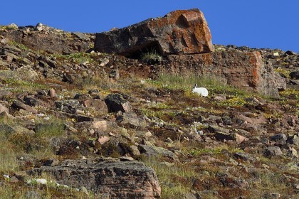 Groenland, cote Nord-Ouest, Murchison sound au nord de la baie de Baffin, Siorapaluk, village le plus septentrional du Groenland, lièvre arctique (Lepus arcticus)