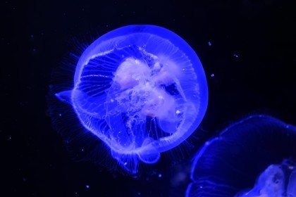 France, Charente-Maritime (17), La Rochelle, Aquarium La Rochelle, Mention obligatoire, méduse commune (Aurelia aurita) appelée aussi Aurélie, méduse bleue ou méduse lune