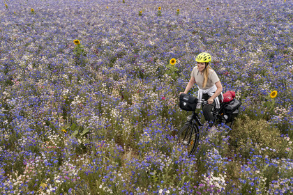France, Maine-et-Loire, Loire valley listed as World Heritage by UNESCO, Saumur towards Saint-Hilaire, bicycle journey, cyclist in a field of cornflowers (Cyanus segetum) and sunflower (aerial view)
