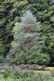 France, Bas Rhin, Northern Vosges Regional Natural Park, Obersteinbach, Scots pine (Pinus sylvestris)