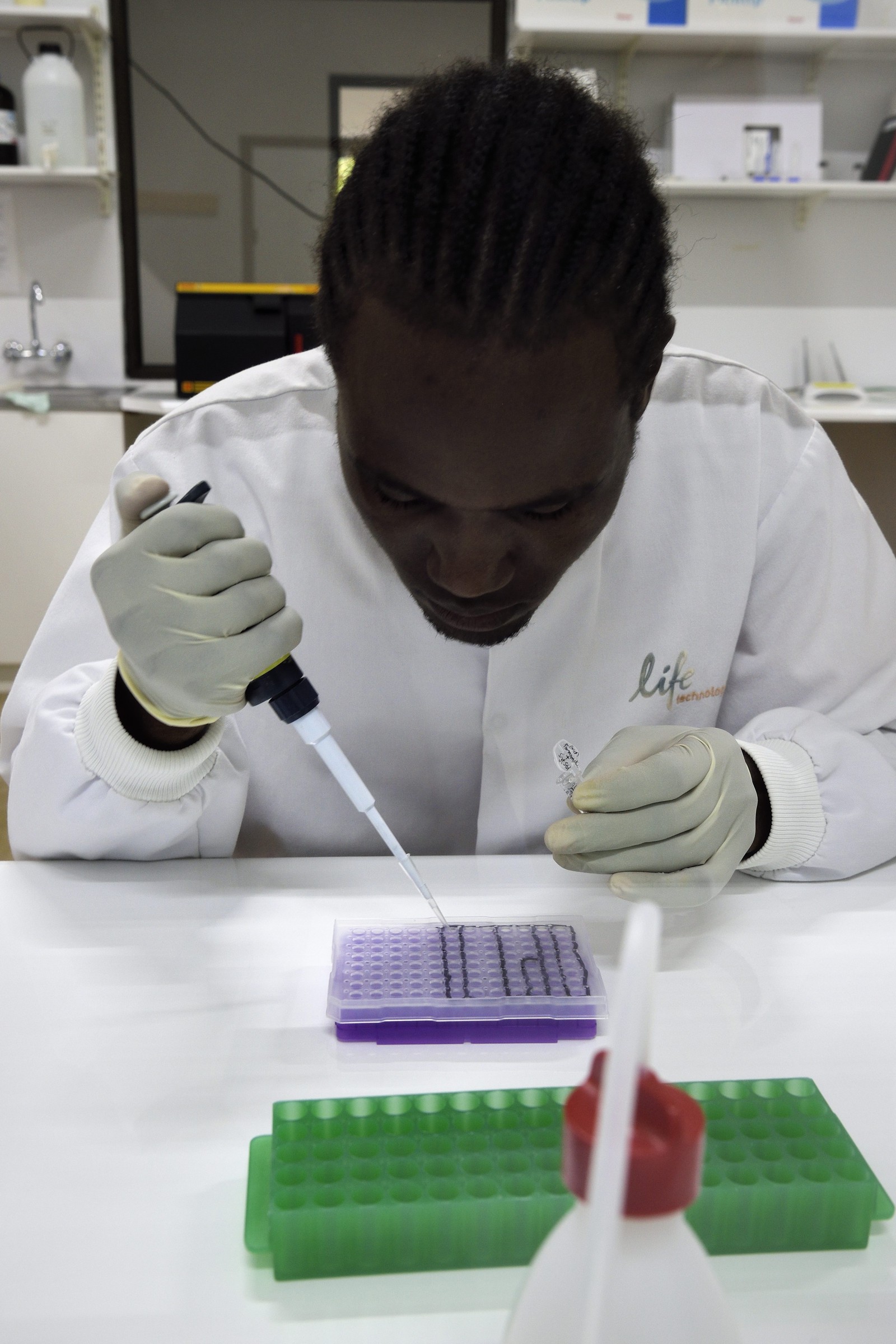 Namibie, Otjiwarongo, Cheetah Conservation Fund, centre de recherche et d'éducation, Life Technologies Conservation Genetics Laboratory, pipetage pour analyse ADN par Hafeni