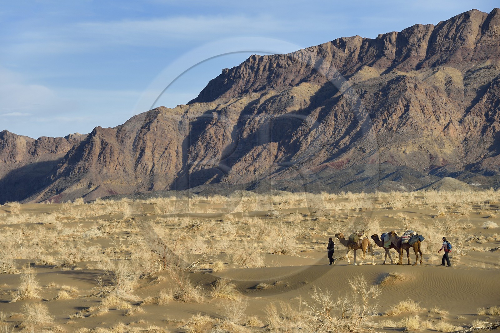 Iran, Province d'Ispahan, désert du Dasht-e Kavir, Mesr dans la région de Khur et Biabanak, caravane de dromadaires lors d'une randonnée chamelière au pied de la chaine de montagne de Dareh bidan