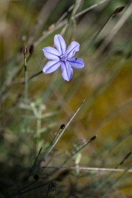 France, Vaucluse (84), Dentelles de Montmirail, Vaison-la-Romaine, aphyllanthe de Montpellier (Aphyllanthes monspeliensis), ou œillet bleu de Montpellier