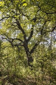 France, Var, Provence Verte (Green Provence), Bras, Academie du Bain de Foret Provencale (Academy of Forest Bathing in Provence), forest of the domaine Le Peyrourier - une campagne en Provence