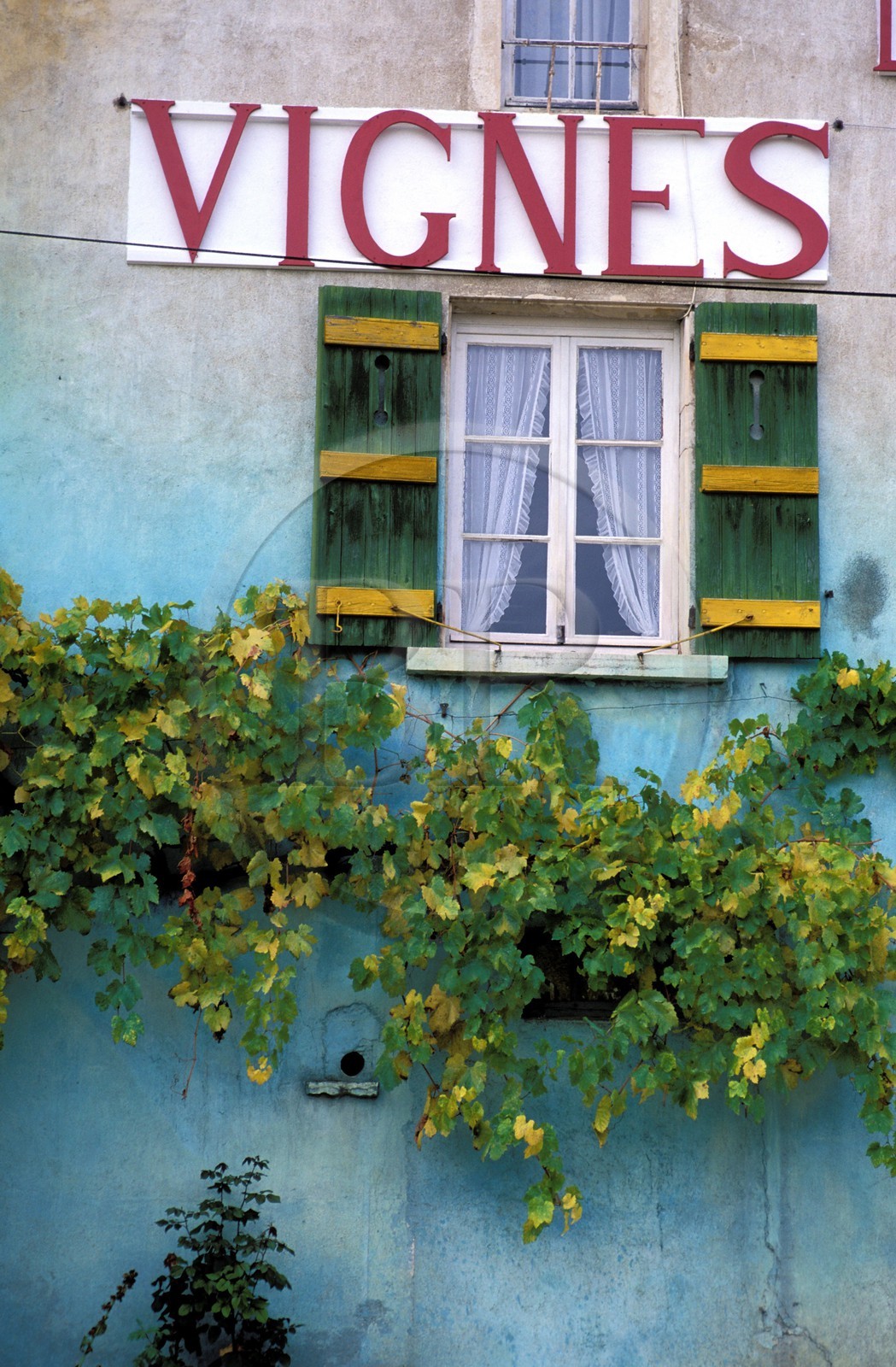 France, Saône-et-Loire (71), Cruzille, domaine viticole, domaine des vignes du Maynes