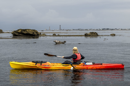 France, Finistère, Penmarch, Étocs archipelago, kayak trip from the Guilvinec Nautical Center to discover the gray seal (halichoerus grypus) in the rocks at low tide, the Eckmuhl lighthouse on Pointe de Penmarch in the background