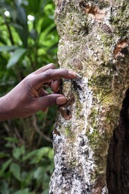 Caribbean, Dominica Island, Castle Bruce, Morne Trois Pitons National Park listed as World heritage by UNESCO, trail leading through the rainforest to the Desolation Valley and then to Boiling Lake, rubber tree (Ficus elastica)