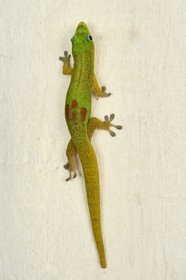 France, Mayotte island (French overseas department), Grande-Terre, Nyambadao, gold dust day gecko (Phelsuma laticauda)