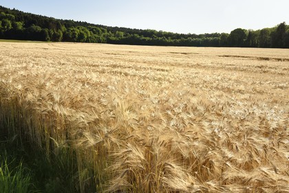 France, Meuse, Vaux-Devant-Damloup, former battlefield of Verdun, barley field