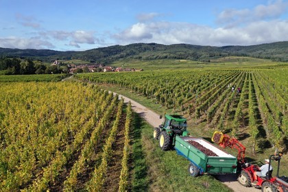 France, Haut-Rhin (68), Route des vins d'Alsace, Ribeauvillé, vendanges sur une parcelle du Domaine viticole Philippe Christ et l'église fortifiée Saint-Jacques-le-Majeur de Hunawihr en arrière plan (vue aérienne)