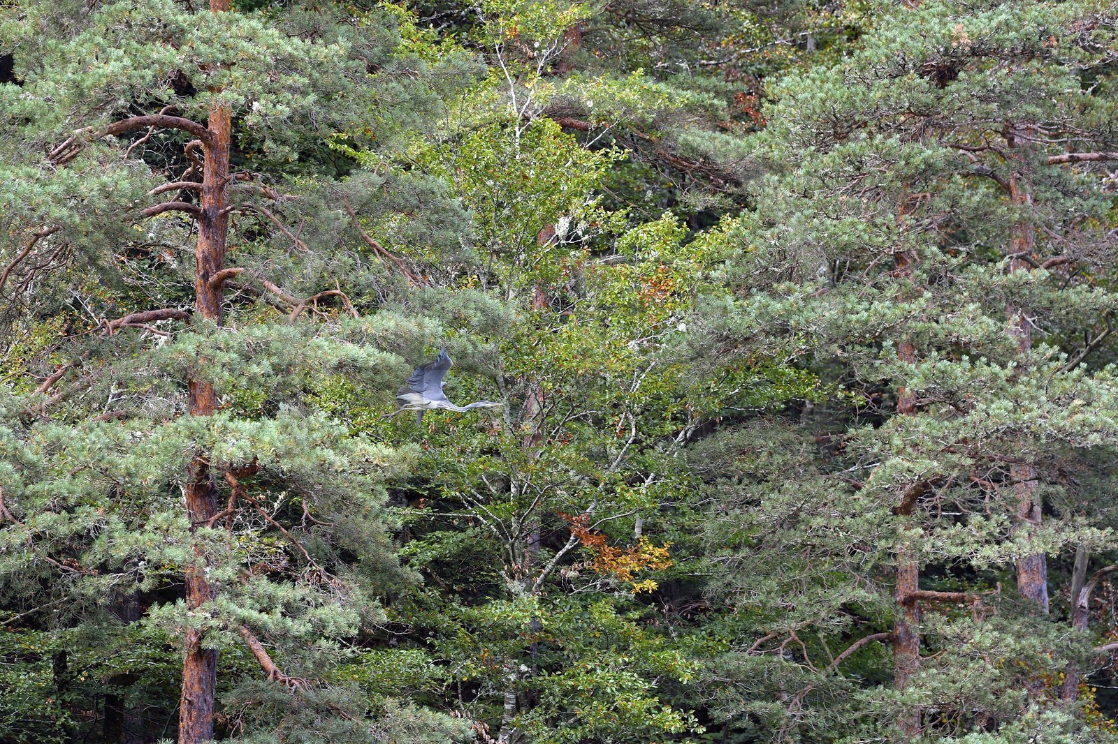 France, Cantal (15), Gorges de la Truyère, Chaliers, la rivière Truyère en amont du viaduc de Garabit, héron cendré (Ardea cinerea) volant au sommet des arbres