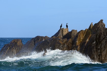 France, Cotes-d'Armor, Perros-Guirec, Sept-Iles Archipelago and bird sanctuary, Rouzic island, cormorants