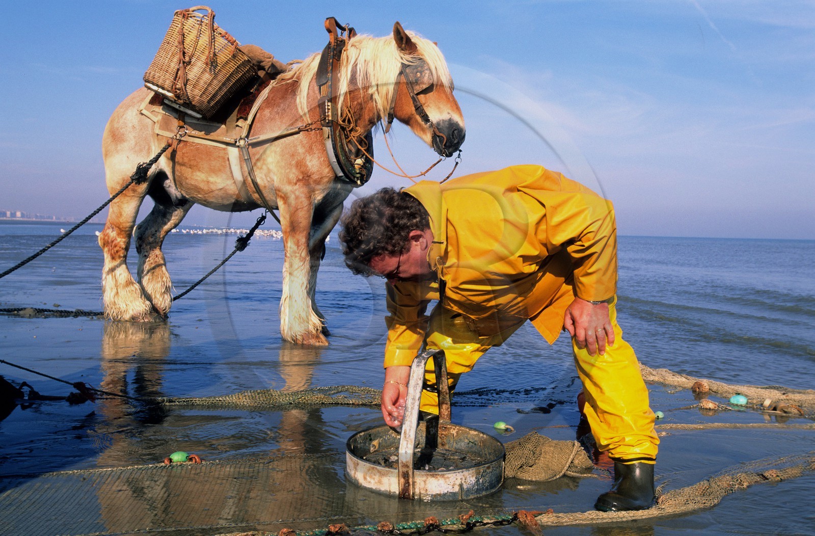 Belgique, Flandre-Occidentale, plage de Oostduinkerke, Rolland est un des derniers pêcheurs de crevettes à cheval