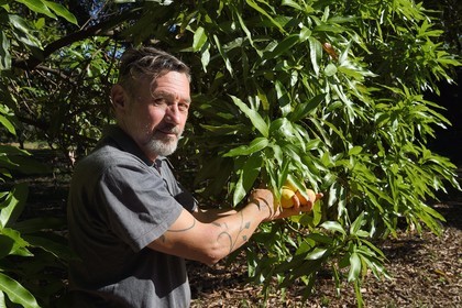France, Reunion island (French overseas department), Saint-Paul, Laperrière mango orchard at Tour-des-Roches, Ludovic Maufras, creator of La Part des Anges Distillation, harvests mangoes for making his natural eau de vie (brandy)