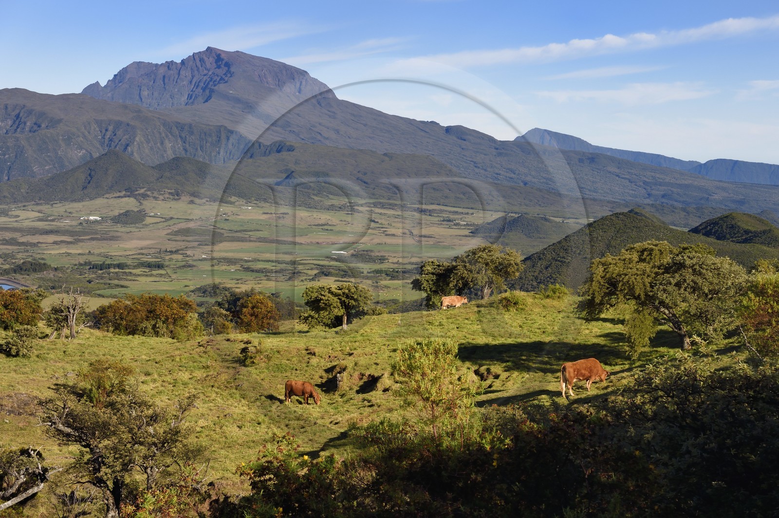 France, Ile de la Reunion, troupeau de vaches sur les pentes du volcan du Piton de la Fournaise, la Plaine des Cafres et l'ancien volcan du Piton des Neiges en arrière plan