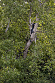 France, Loire Atlantique, Bouguenais, Port Lavigne on the banks of the Loire river, Estuaire open-air contemporary art collection, The Settlers (“Les Colons”) created by American artist Sarah Sze, sculpture of a jaguar lounging on a branch