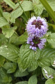 France, Bas Rhin, Northern Vosges Regional Natural Park, Niedersteinbach, river edge flower