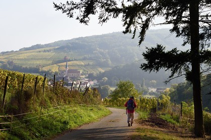 France, Bas-Rhin (67), Route des vins d'Alsace, randonnée des chemins des Chateaux-forts d'Alsace, Andlau, point de vue sur le village et la chapelle Saint-André en bordure du vignoble