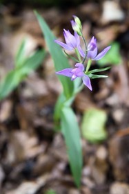 France, Var, Plan d'Aups Sainte Baume, Sainte-Baume Regional Nature Park, Massif de la Sainte-Baume relic forest classified as a national biological reserve, cephalanther of the orchid family