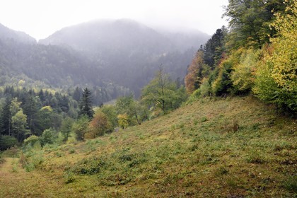 France, Haut Rhin, Ballons des Vosges Regional Natural Park, the Storckensohn valley leading to the Tete des Perches mountain peak in the background