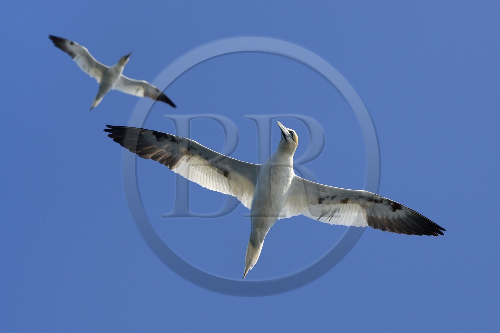 France, Côtes-d'Armor (22), Perros-Guirec, archipel et réserve ornithologique de Sept-Iles, Ile Rouzic, fous de Bassan (Morus bassanus)