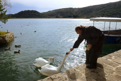 Croatie, Dalmatie, Parc national de Krka où la rivière Krka devient le lac de Visovac, monastère franciscain de l’îlot Visovac, Frère Stojan  donne du pain aux cygnes