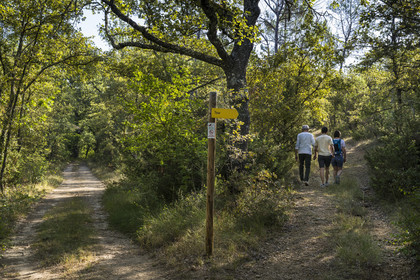 France, Var, Provence Verte (Green Provence), Bras, Academie du Bain de Foret Provencale (Academy of Forest Bathing in Provence), forest of the domaine Le Peyrourier - une campagne en Provence