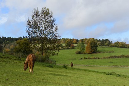 France, Meuse (55), Parc régional de Lorraine, les Cotes de Meuse à Saint-Remy-la-Calonne, chevaux dans un pré