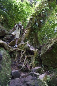 Caraïbes, Ile de la Dominique, Parc national du Morne Trois Pitons classé Patrimoine Mondial de l'UNESCO, randonnée au cœur de la forêt tropicale menant à la cascade des Middleham Falls, sentier de randonnée Waitukubuli qui traverse l’ile
