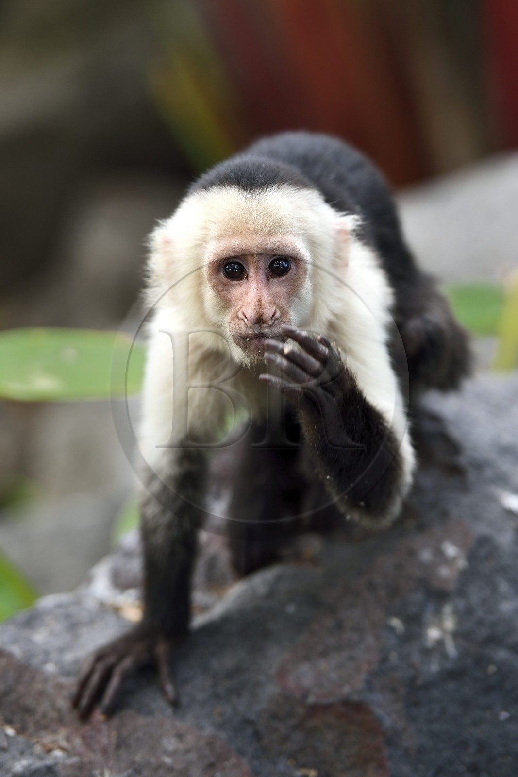 Nicaragua, Lac Nicaragua, Las Isletas de Granada, isla Zopango, Capucin moine (Cebus capucinus) Nicaragua, Lac Nicaragua, Las Isletas de Granada, isla Zopango, Capucin moine (Cebus capucinus)