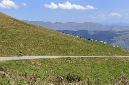 France, Hautes Pyrenees, Saint Lary Soulan, cyclist on the road going up to Col de Portet, Tour de France stage