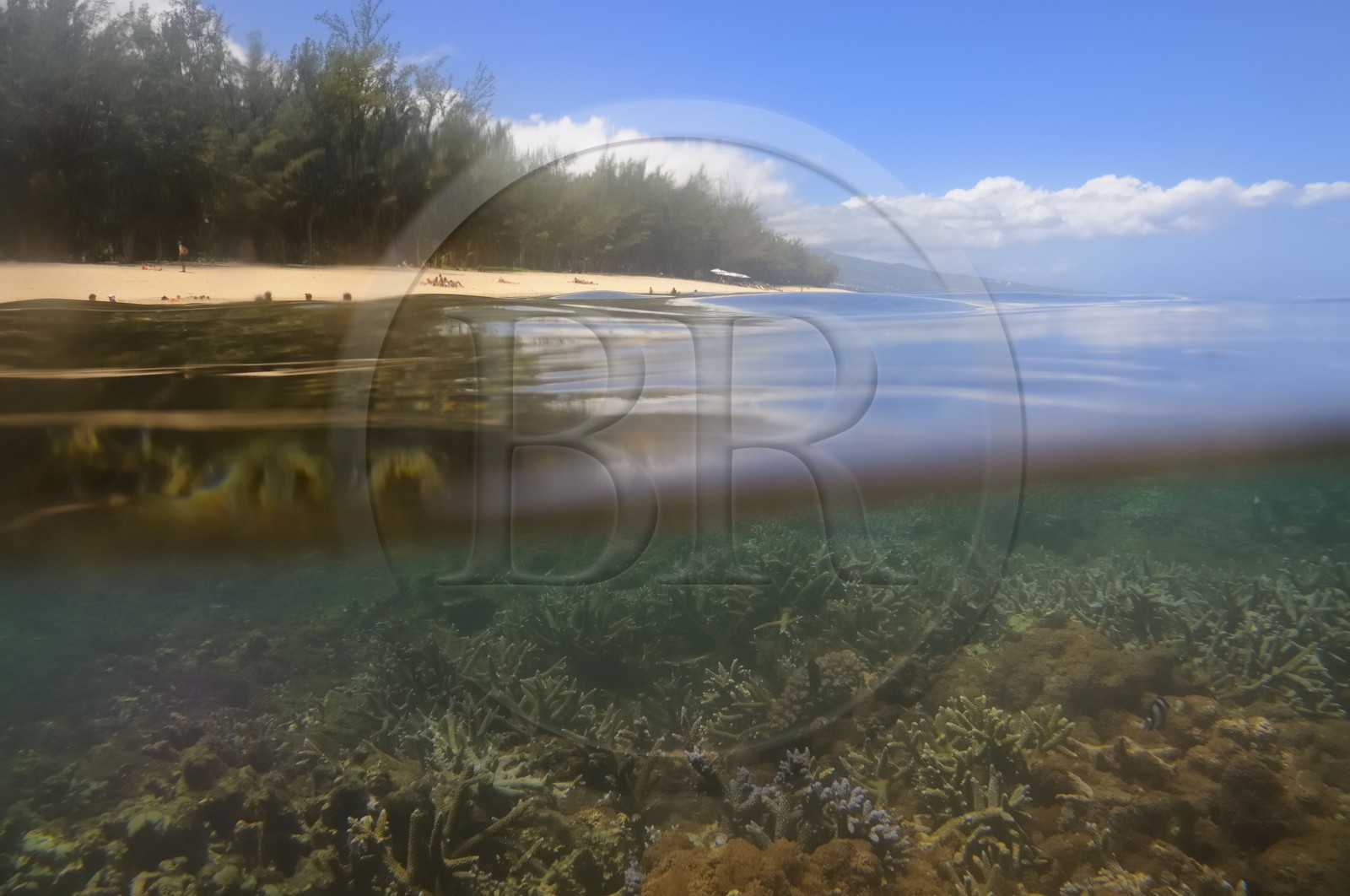 France, île de la Réunion, le récif corallien du lagon de la plage de Saint-Gilles et de l'Ermitage (vue sous-marine)